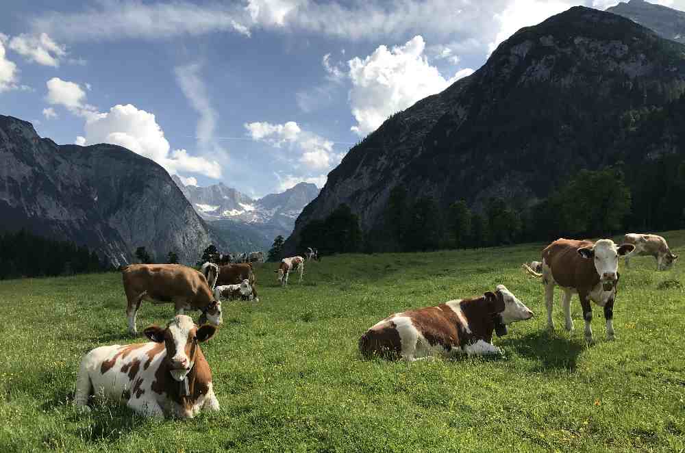 Engalm Ahornboden: Die Kühe grasen auf den Wiesen rund um die Hütten der Engalm