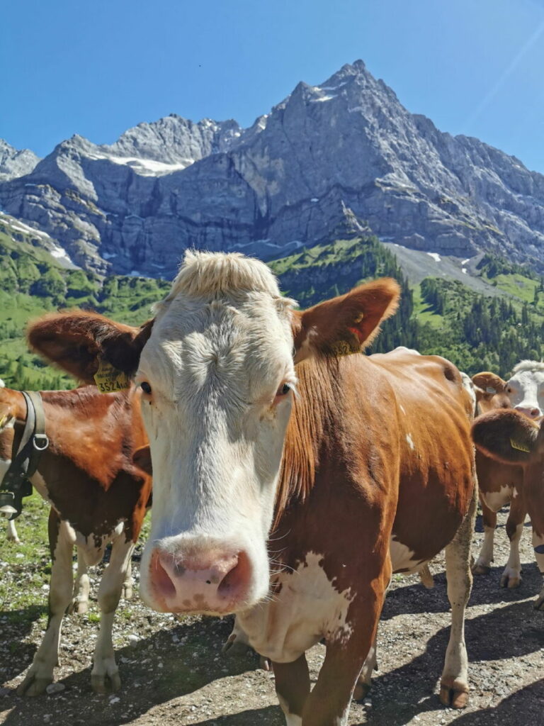 Die Kühe gehören zur Eng Alm dazu