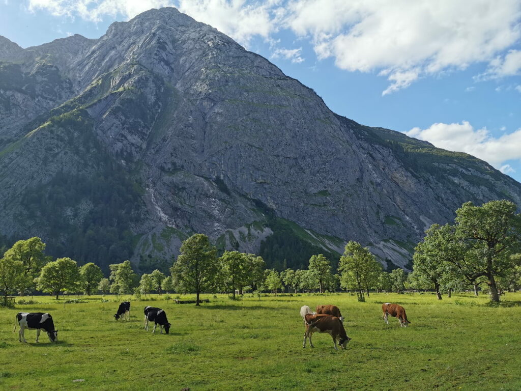 Großer Ahornboden - ein Wald aus Ahornbäumen und mittendrin die Kühe beim Weiden