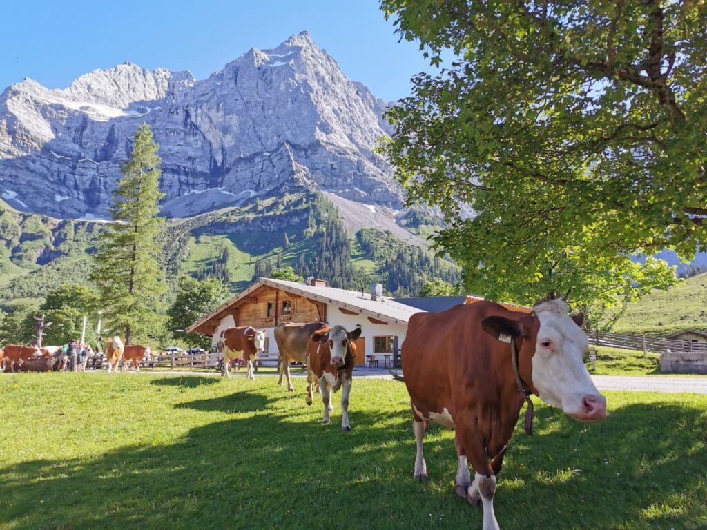 Das musst du mal erleben: Wenn die Kühe um 17 Uhr auf die Engalm zum Melken kommen