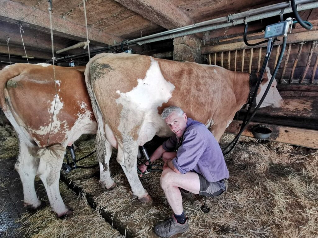 Hansjörg Reiter beim Melken seiner Kühe in der Eng Alm