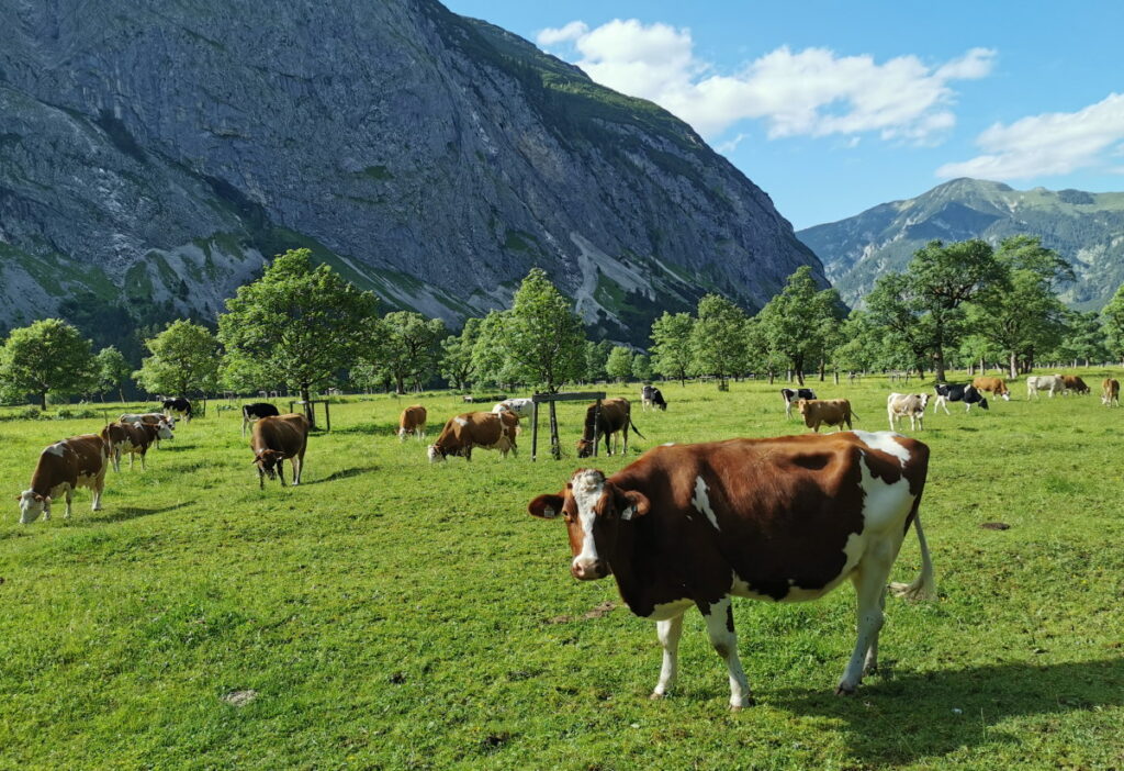 Eine echter Naturpark: Die weidenden Kühe der Engalm auf dem Großen Ahornboden
